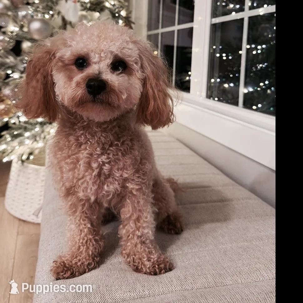 Ginger, a male Maltipoo for sale in Inman, SC – Photo 7 of 7