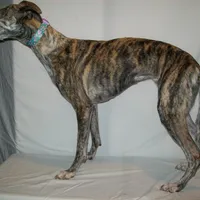 Bindi   AKC papered, a female Whippet for sale in Kansas, KS – Photo 4 of 5