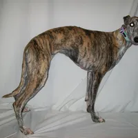 Bindi   AKC papered, a female Whippet for sale in Kansas, KS – Photo 3 of 5