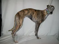 processed/7495ceb4-67df-4276-b889-f39171bf436b/listing/033dafe5-c027-4456-be68-d71aa5d5c6ca/805d2740-2065-40e5-b194-b7e69ca302bd