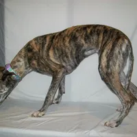 Bindi   AKC papered, a female Whippet for sale in Kansas, KS – Photo 5 of 5