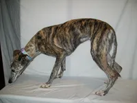 processed/7495ceb4-67df-4276-b889-f39171bf436b/listing/033dafe5-c027-4456-be68-d71aa5d5c6ca/9e920f84-cc6c-4302-8d8f-ed5aeea270f6