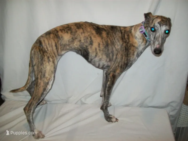 Bindi   AKC papered – Whippet puppy for sale in Kansas, KS