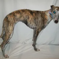 Bindi   AKC papered, a female Whippet for sale in Kansas, KS – Photo 2 of 5