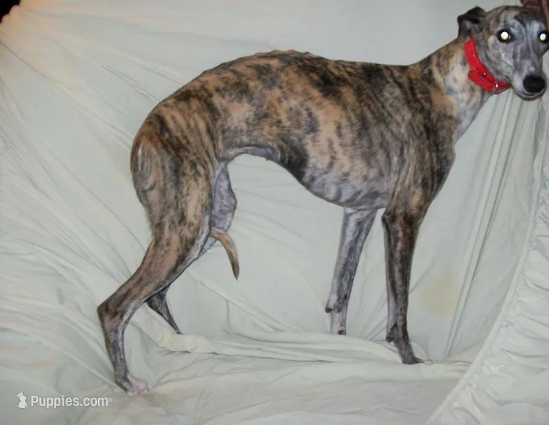 Bindi   AKC papered – Whippet puppy for sale in Chanute, KS