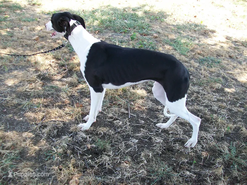 AKC Chaplin  – Whippet puppy for sale in Chanute, KS