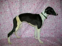 AKC Puzzle , a female Whippet for sale in Kansas, KS – 6 of 10