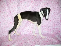 AKC Puzzle , a female Whippet for sale in Kansas, KS – 5 of 10