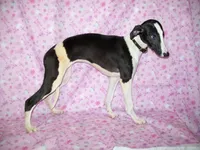 AKC Puzzle , a female Whippet for sale in Kansas, KS – 2 of 10