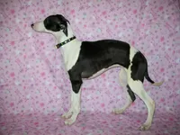 AKC Puzzle , a female Whippet for sale in Kansas, KS – 3 of 10