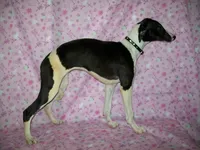 AKC Puzzle , a female Whippet for sale in Kansas, KS – 4 of 10