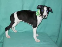 Puzzle HOLD, a female Whippet for sale in Kansas, KS – Photo 3 of 4