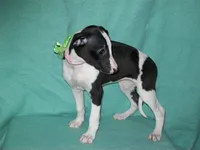 Puzzle HOLD, a female Whippet for sale in Kansas, KS – Photo 4 of 4