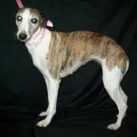 Bella, a female Whippet for sale in Kansas, KS – Photo 1 of 10