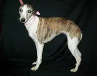 Bella, a female Whippet for sale in Kansas, KS – Photo 1 of 10