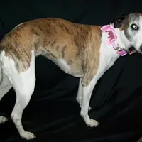 Bella, a female Whippet for sale in Kansas, KS – Photo 2 of 10