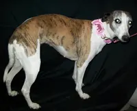Bella, a female Whippet for sale in Kansas, KS – Photo 2 of 10