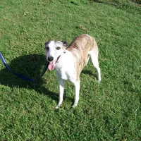 Bella, a female Whippet for sale in Kansas, KS – Photo 7 of 10