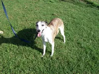Bella, a female Whippet for sale in Kansas, KS – Photo 7 of 10
