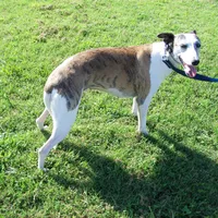 Bella, a female Whippet for sale in Kansas, KS – Photo 10 of 10