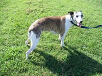 Bella, a female Whippet for sale in Kansas, KS – Photo 10 of 10