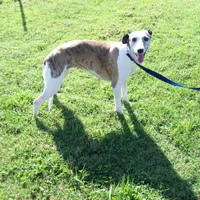 Bella, a female Whippet for sale in Kansas, KS – Photo 5 of 10