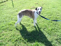 Bella, a female Whippet for sale in Kansas, KS – Photo 5 of 10