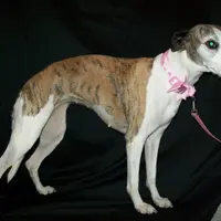 Bella, a female Whippet for sale in Kansas, KS – Photo 3 of 10