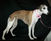 Bella, a female Whippet for sale in Kansas, KS – Photo 3 of 10
