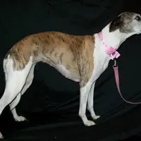Bella, a female Whippet for sale in Kansas, KS – Photo 6 of 10