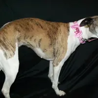 Bella, a female Whippet for sale in Kansas, KS – Photo 4 of 10