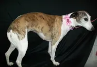 Bella, a female Whippet for sale in Kansas, KS – Photo 4 of 10