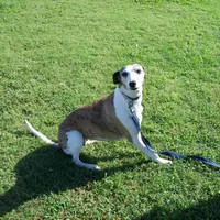 Bella, a female Whippet for sale in Kansas, KS – Photo 8 of 10