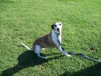 Bella, a female Whippet for sale in Kansas, KS – Photo 8 of 10