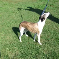 Bella, a female Whippet for sale in Kansas, KS – Photo 9 of 10