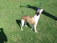 Bella, a female Whippet for sale in Kansas, KS – Photo 9 of 10