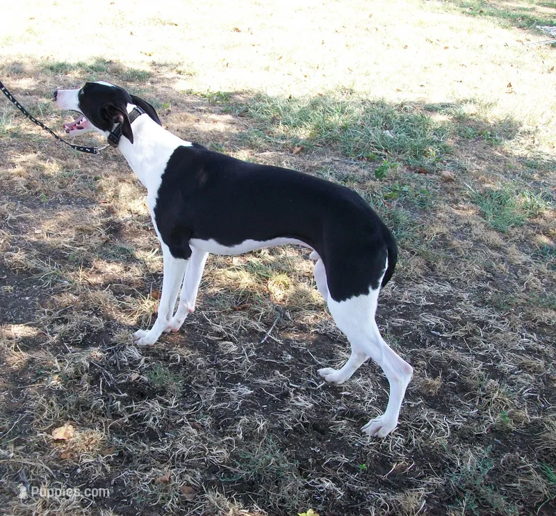 AKC Chaplin  – Whippet puppy for sale in Chanute, KS