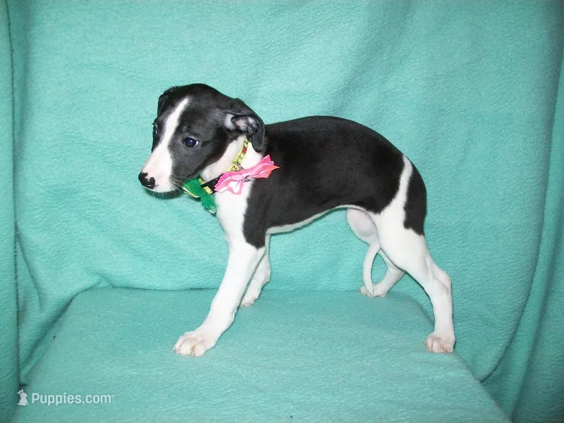 Magpie – Whippet puppy for sale in Kansas, KS