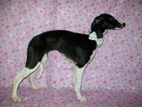 AKC Lady 💝, a female Whippet for sale in Kansas, KS – 4 of 7