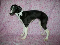 AKC Lady 💝, a female Whippet for sale in Kansas, KS – 5 of 7