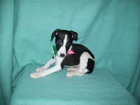 Magpie, a female Whippet for sale in Kansas, KS – Photo 4 of 7