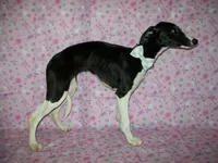 AKC Lady 💝, a female Whippet for sale in Kansas, KS – 6 of 7