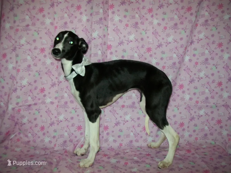 AKC Lady 💝 – Whippet puppy for sale in Kansas, KS