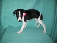 Magpie, a female Whippet for sale in Kansas, KS – Photo 3 of 7