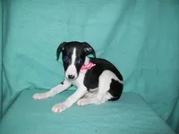 Magpie, a female Whippet for sale in Kansas, KS – Photo 2 of 7
