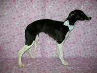 AKC Lady 💝, a female Whippet for sale in Kansas, KS – 2 of 7