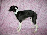AKC Lady 💝, a female Whippet for sale in Kansas, KS – 3 of 7