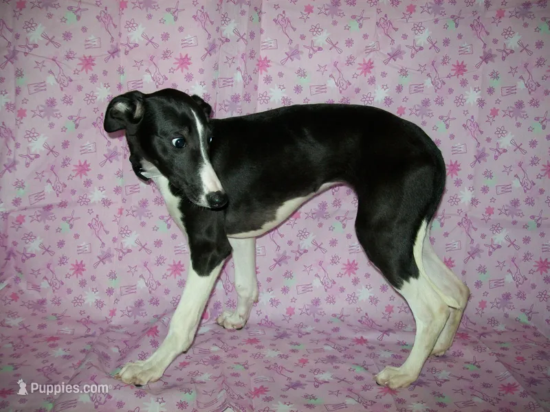 AKC Maggie 💝 – Whippet puppy for sale in Chanute, KS