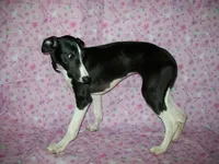 AKC Lady 💝, a female Whippet for sale in Kansas, KS – 7 of 7
