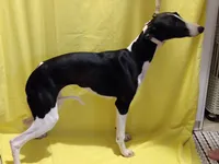 Mandy AKC, a female Whippet for sale in Chanute, KS – 3 of 8